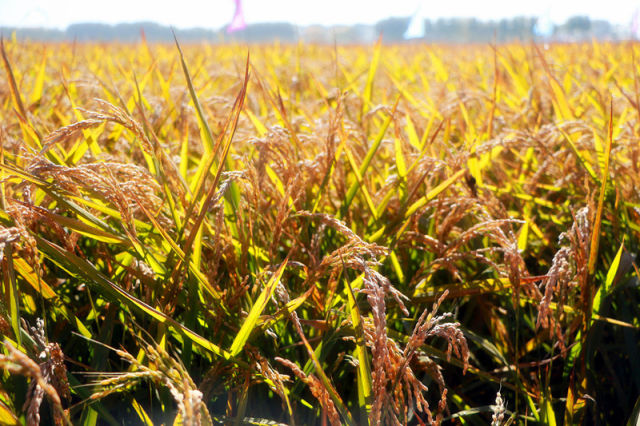 1539420019755273.jpg 微信圖片_20181013164015.jpg